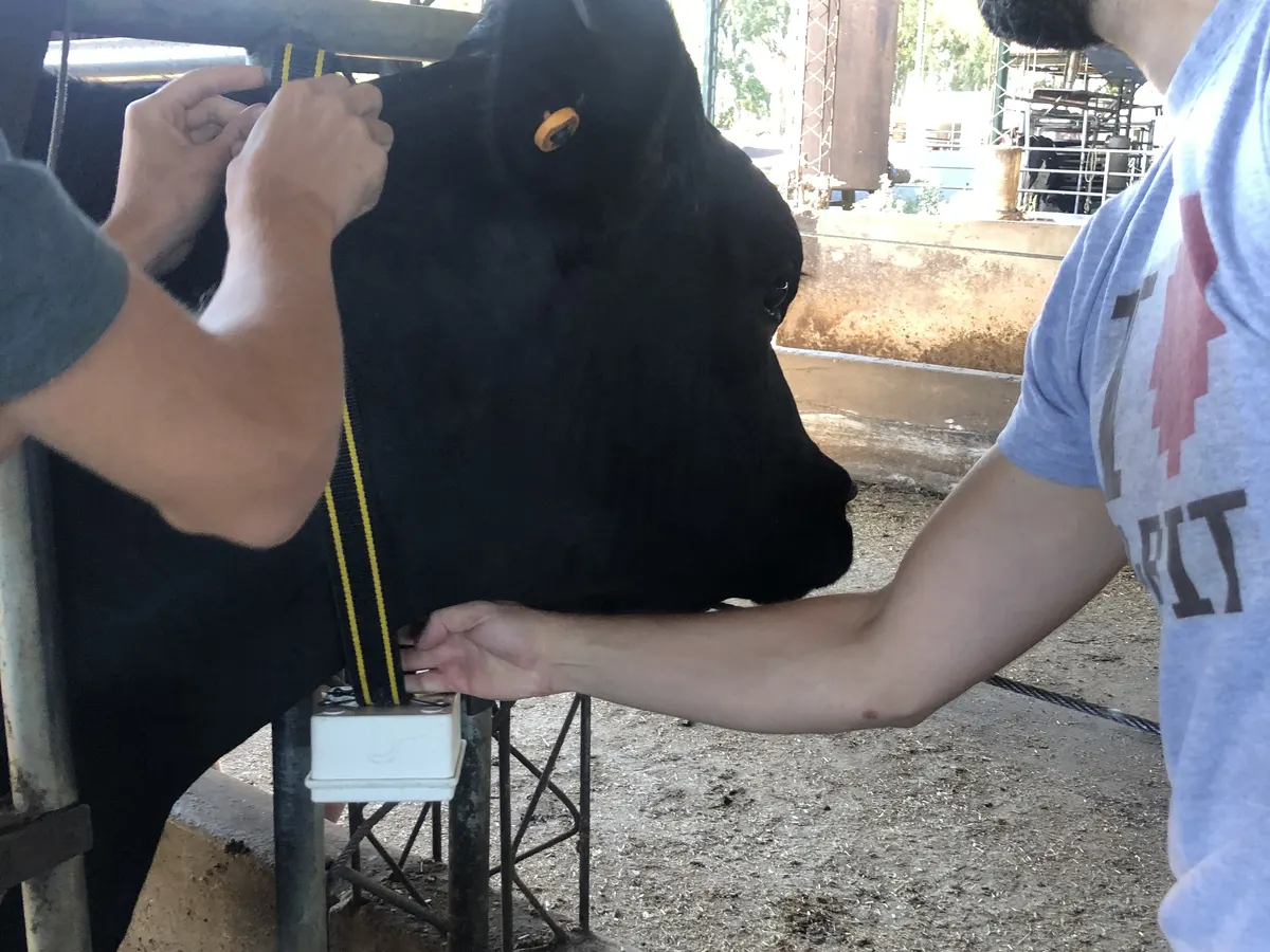 Fitting an identification collar on a cow